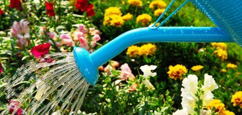 watering flower garden