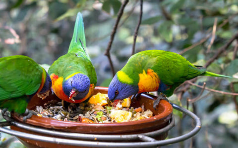 Bird Eating Food