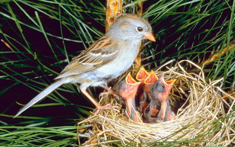 Bird Nest