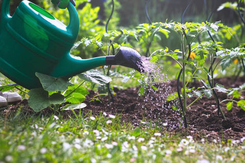 watering vegetable garden