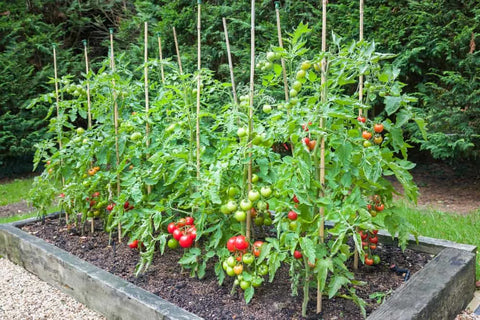 organic tomato fertilizer balcony kitchen gardening