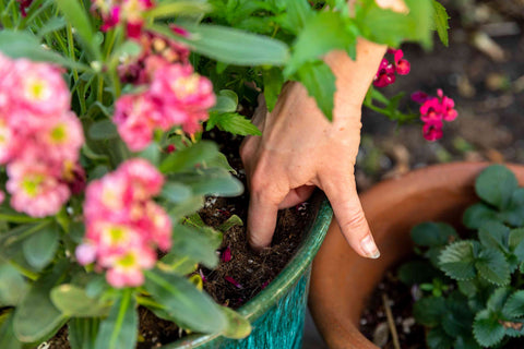 watering plants