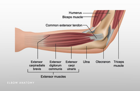 elbow anatomy and pain when lifting