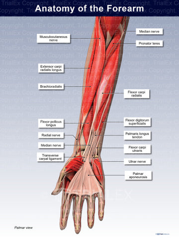 anatomy of the forearm