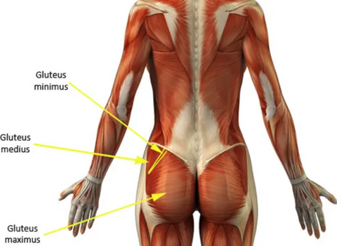 anatomy of the glutes
