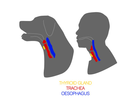 thyroid gland of dog and human