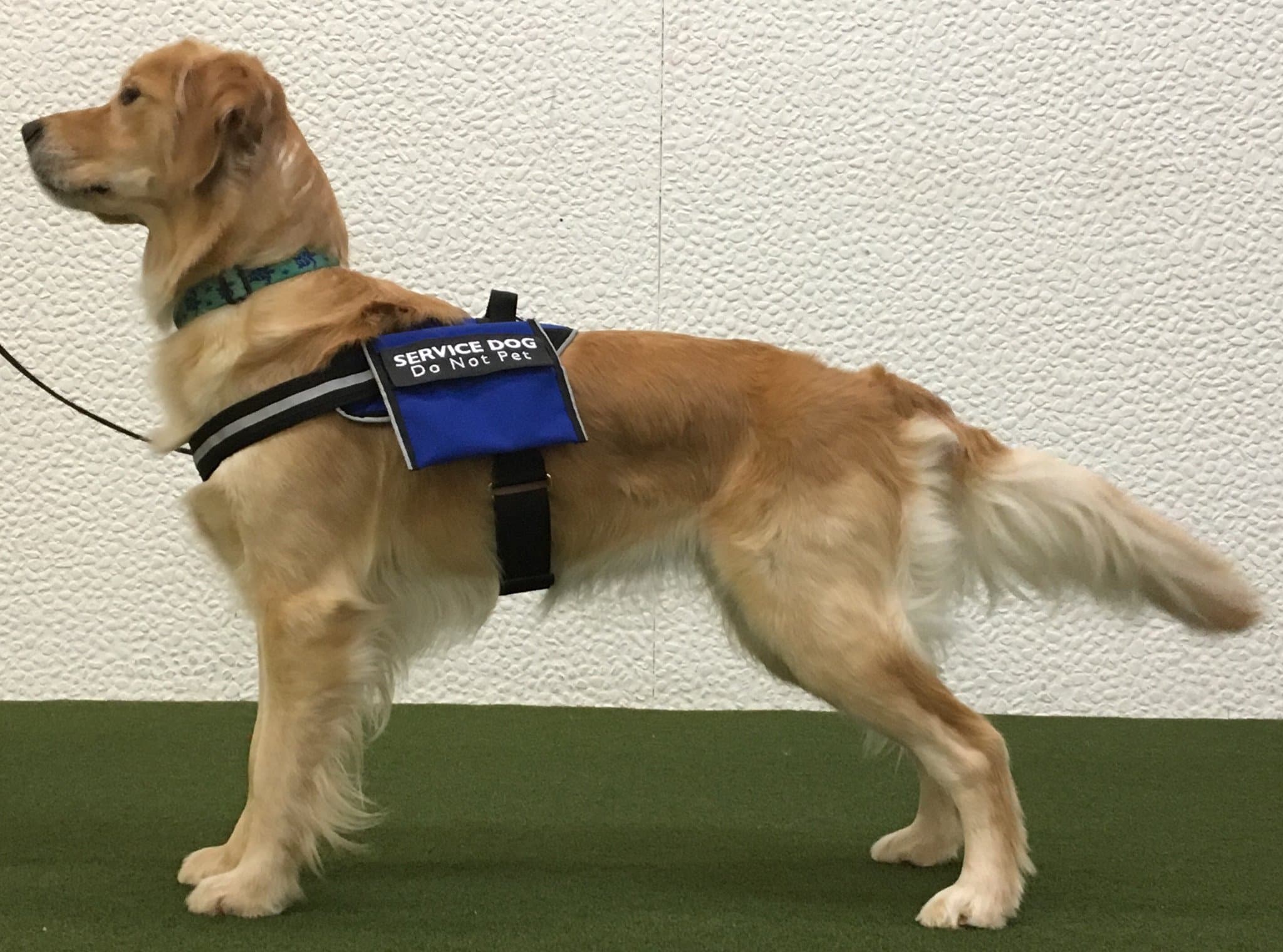 service dog harness