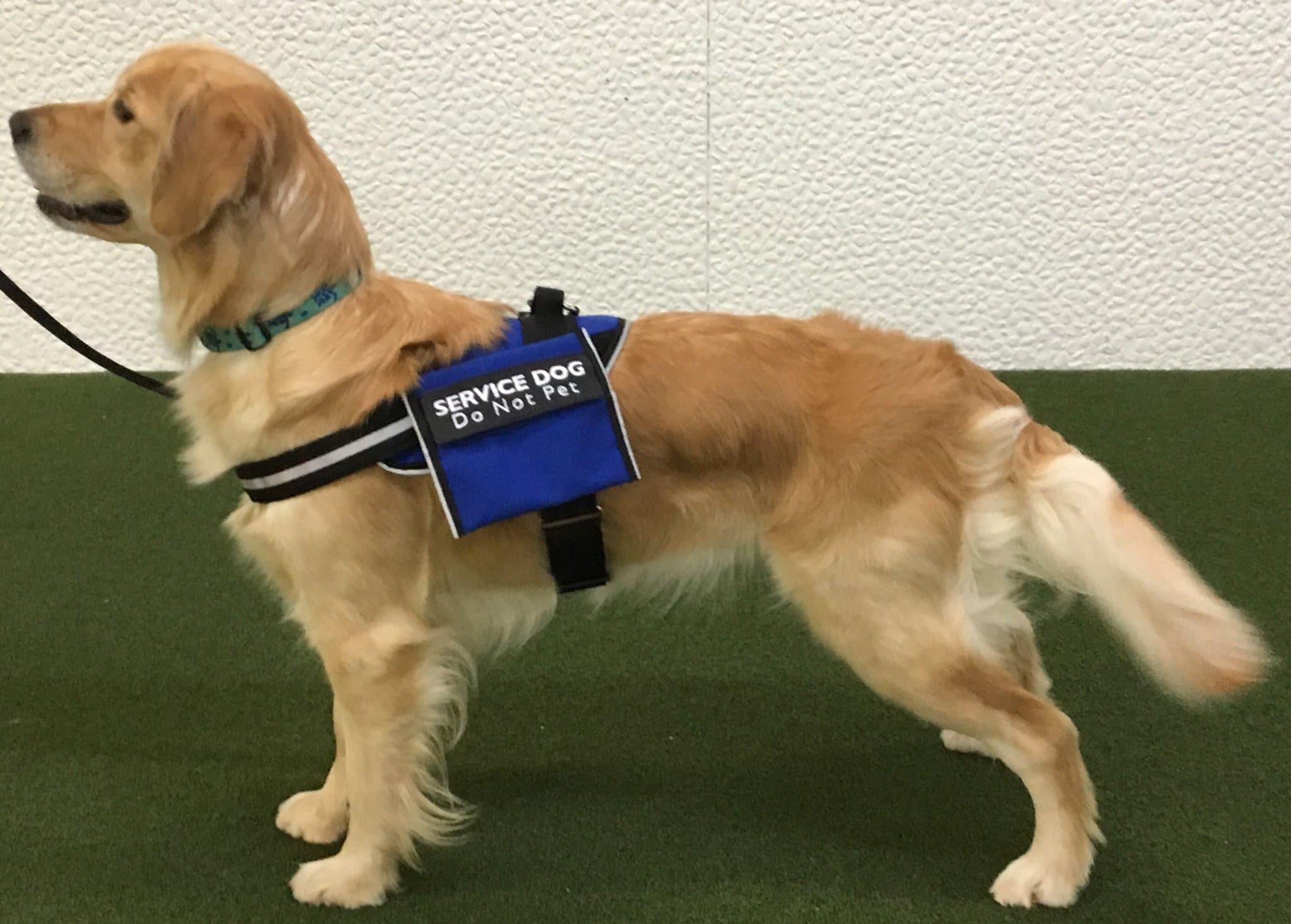 what color are service dog vests