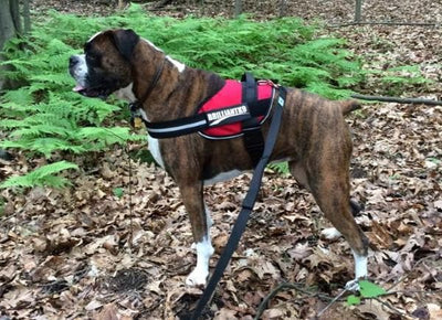 Embroidered SERVICE DOG Do Not Pet Patch, BrilliantK9