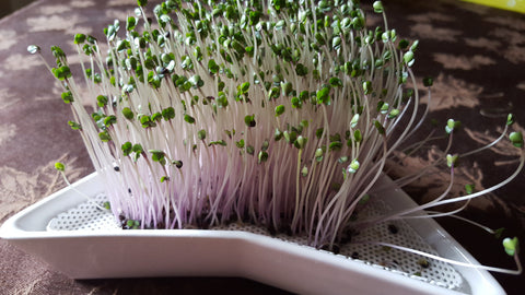 Microgreens, Parrot Foraging, Parrot Foods