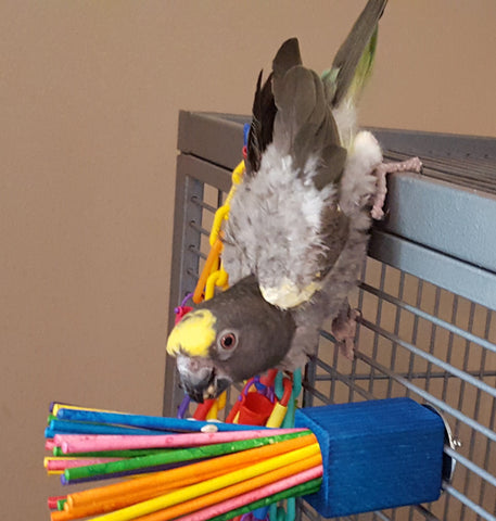 Enrichment is important for birds that pluck.