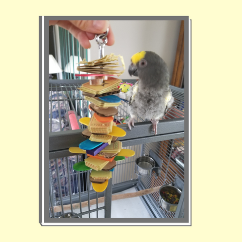 parrot toys, parrots, parrot enrichment