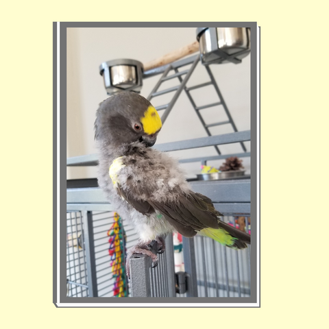 parrot toys, parrots, parrot enrichment