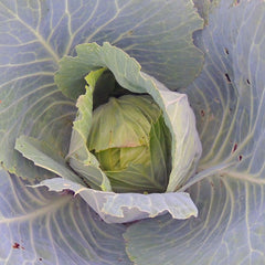 Can I feed my parrot cabbage