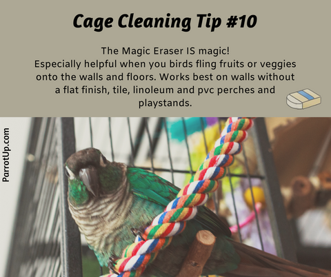 Parrot Cleaning Tip 10