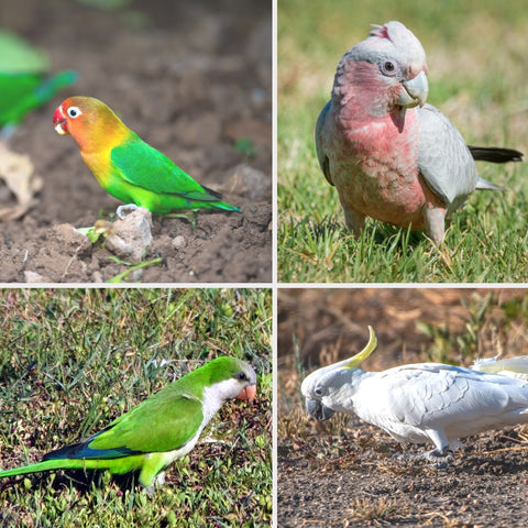 Ground foraging parrots