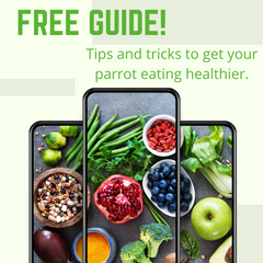 free guide to a picky parrot
