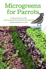 Growing microgreens for parrots