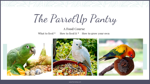 ParrotUp Pantry Food Course