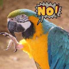 Picky Parrot Saying No