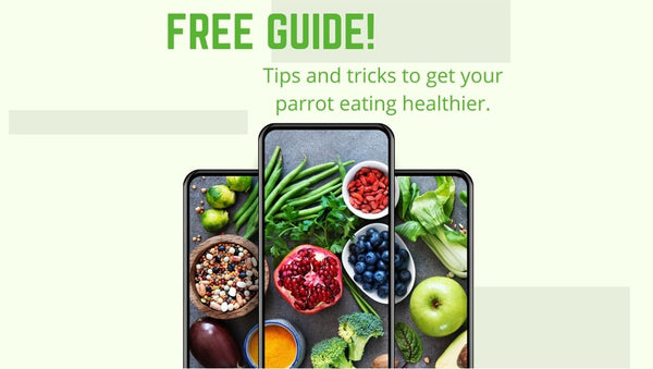Free Guide To A Picky Parrot