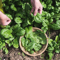 Can I feed my parrot spinach