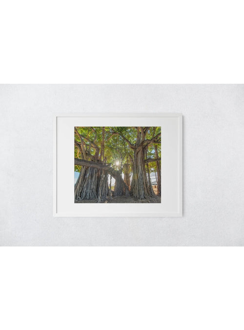 Butterfly in the Wind Home Queen's Beach Banyan Art Print (8 x 10) sungkyulgapa