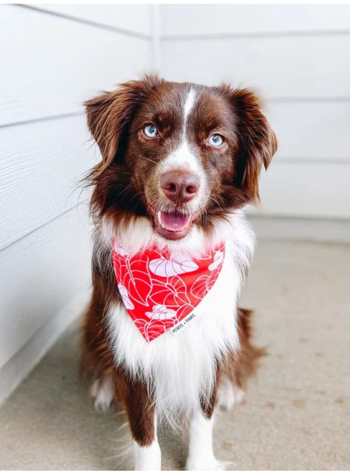 Ports + Paws Pet Dog Bandana in Red Anthurium sungkyulgapa