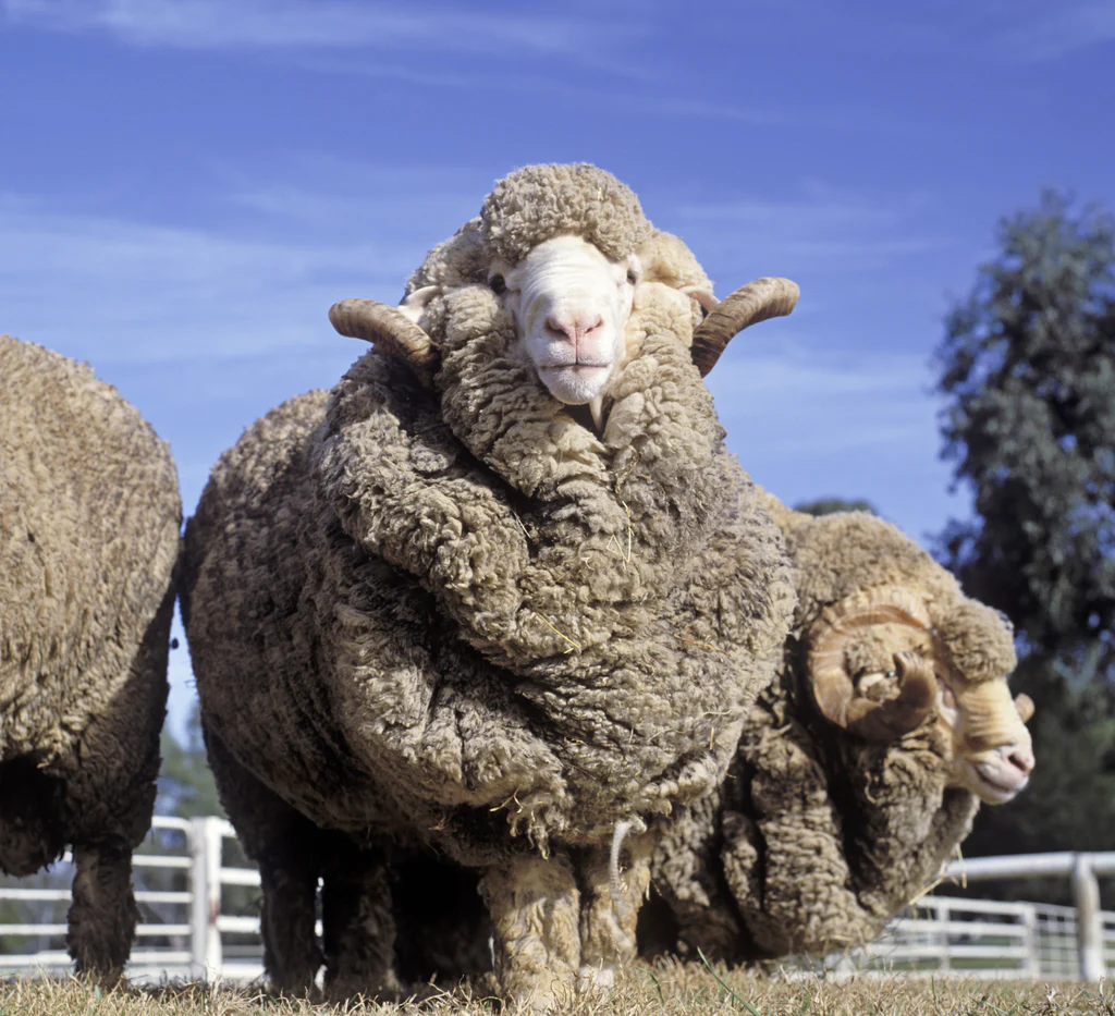 The History of Merino Wool  Unbound Blog – Unbound Merino