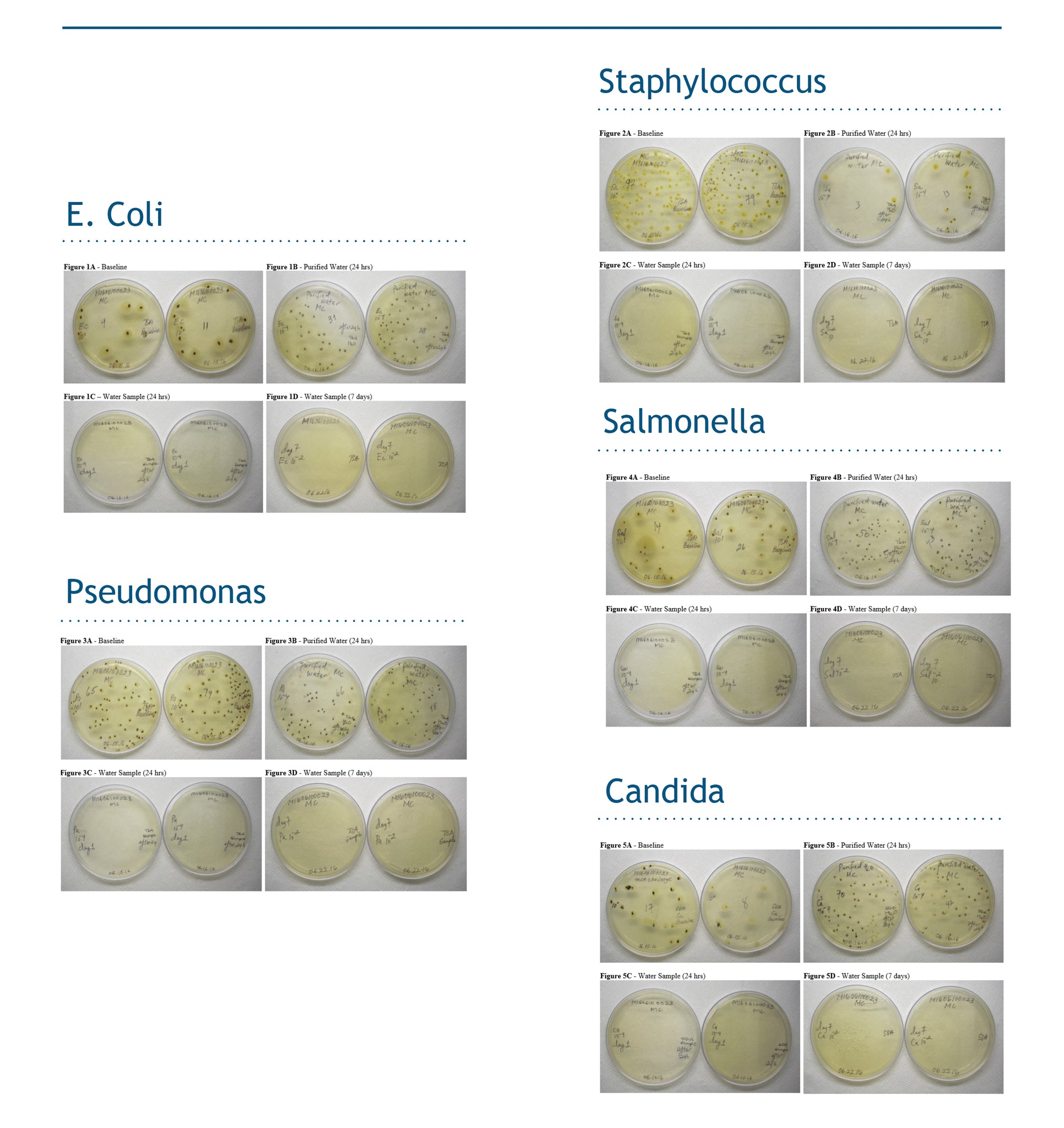 Puriton mineral water anti-bacteria test E.coli Pseudomonas Staphylococcus Salmonella Candida 