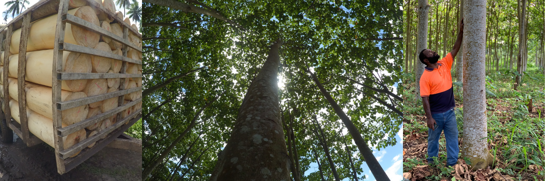 Auszac EcoBalsa Wood