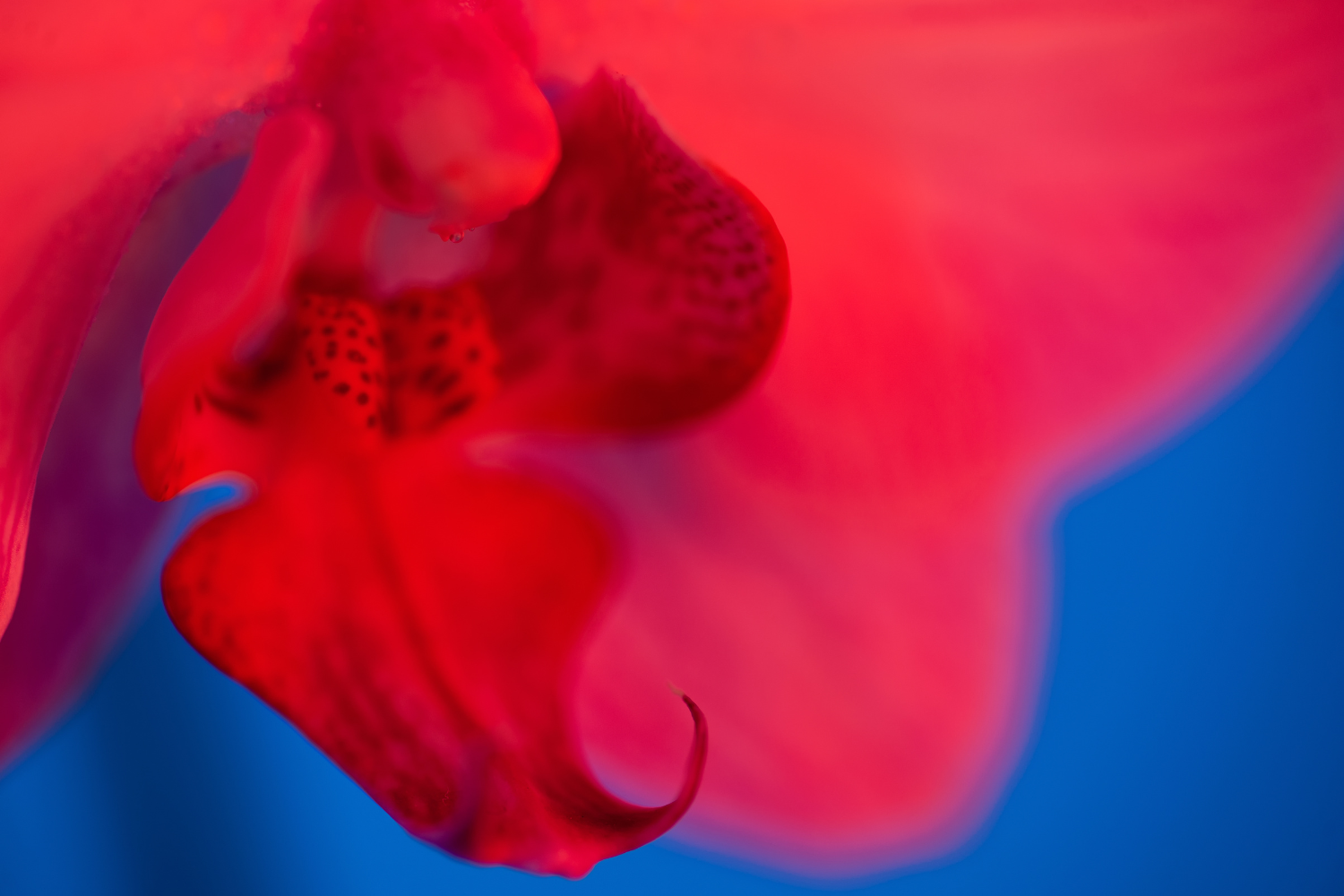 Close up of an orchid flower