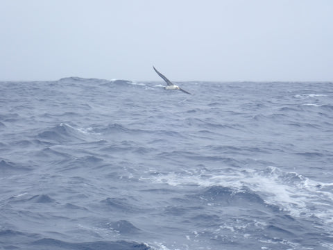 Bird flying over water