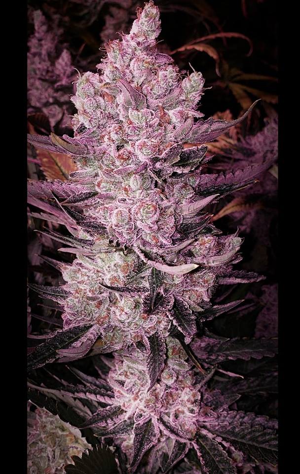 Ethos Apex Feminized Cannabis Seeds Ethos Genetics Simply Souvenirs Simply Souvenirs