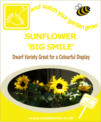 Sunflower Big Smile Seeds To Sow