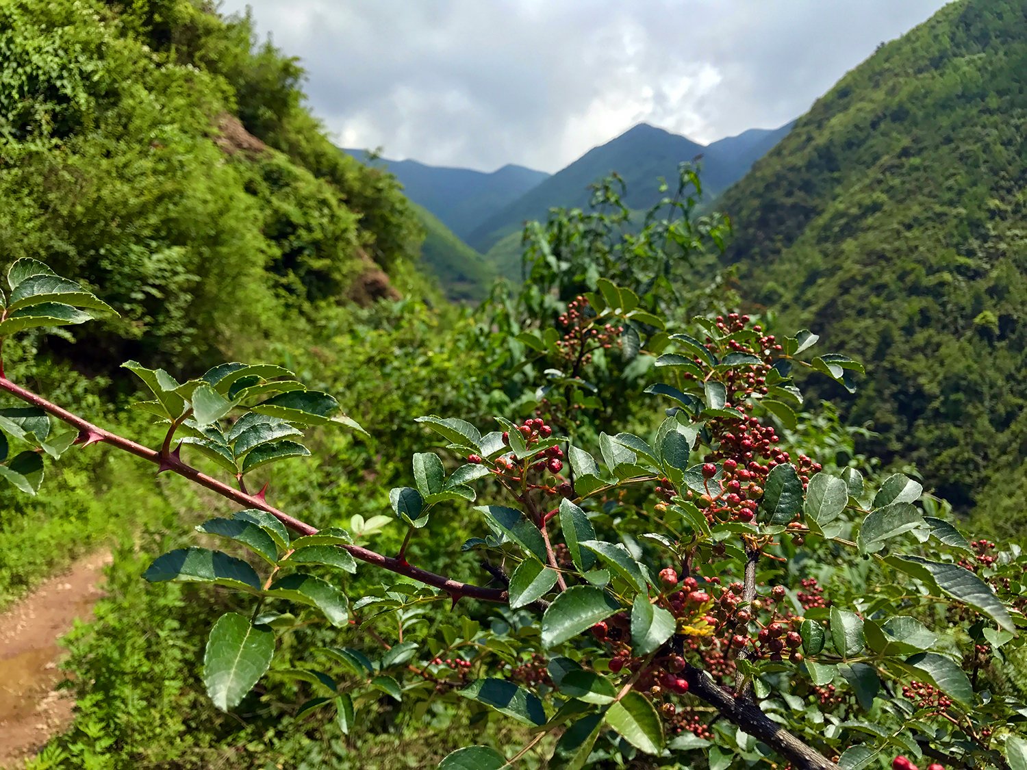 February 2018: First (Legal) Untreated Sichuan Pepper in the U.S. - The