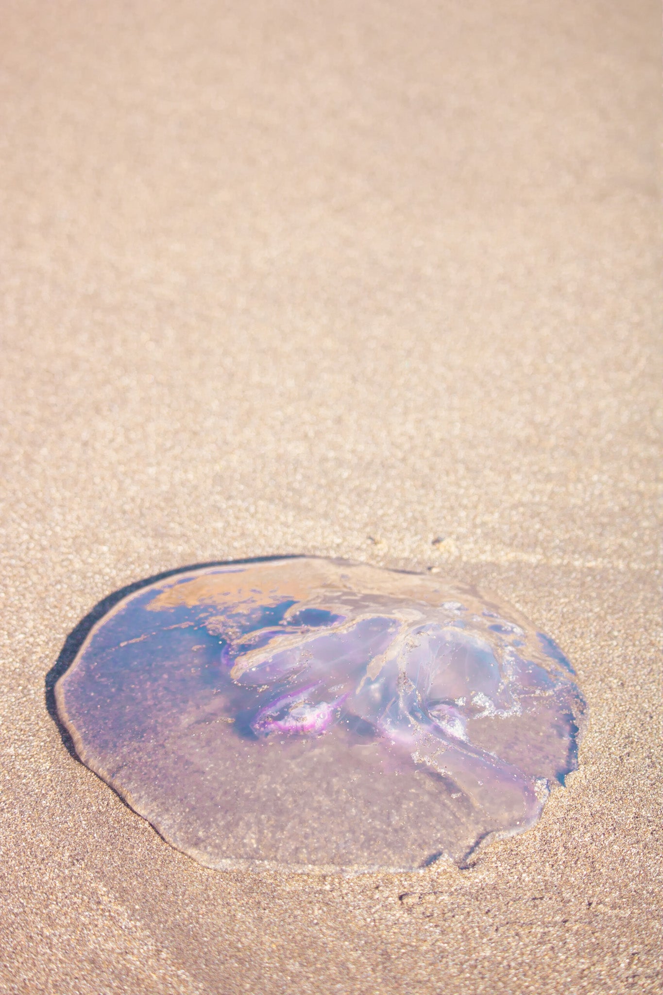 Purple Jellyfish in Northern California 