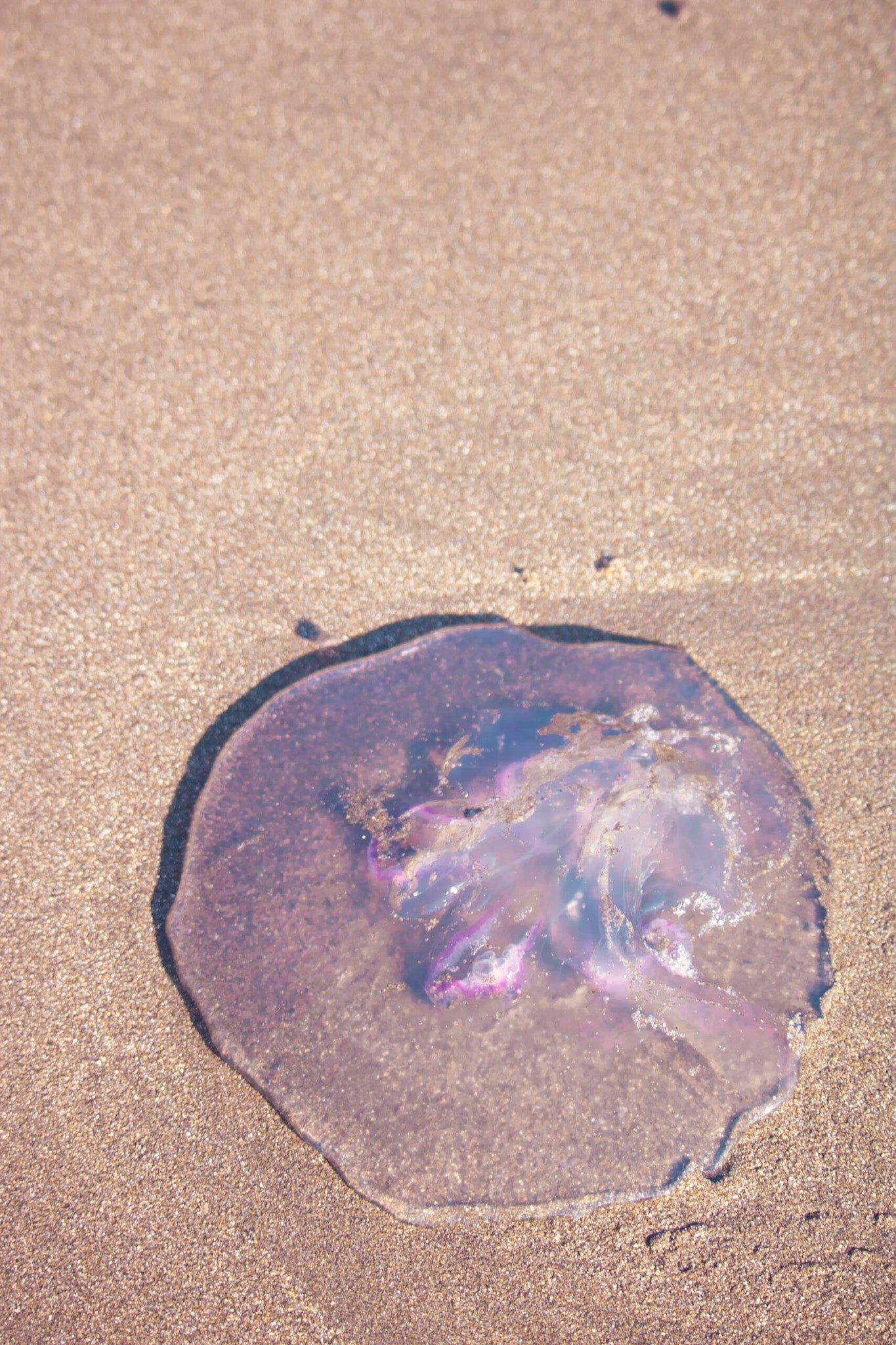 Purple Jellyfish 
