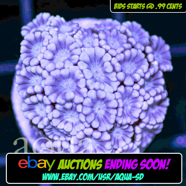 ebay-bump-002_6d20b571-4197-4fcd-998a-11