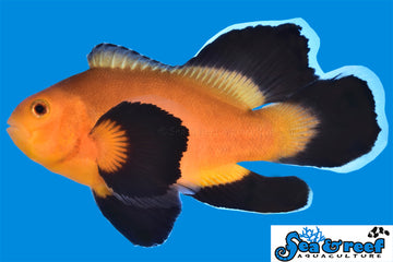 Longfin Mochaccino Clownfish - Amphiprion ocellaris