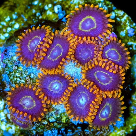 Coral Species Spotlight - Zoanthids – Aqua SD