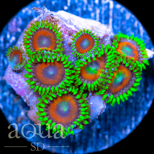 ASDEagleEyeZoas-RetailPrice_49_SALEPRICE