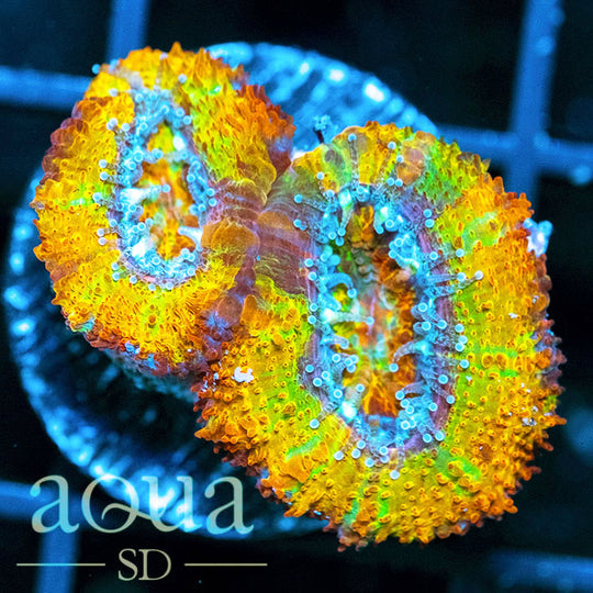 ASDRainbowCrushAcan-Retailprice_199_SALE