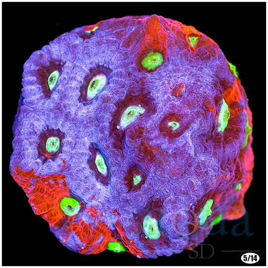 ASDWarCoral-_30_3_540x.png?v=1652476872