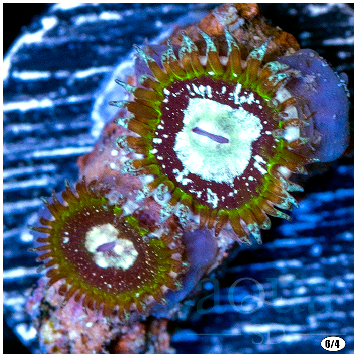 ArcticTundraZoas-_75_900x.png?v=16543905