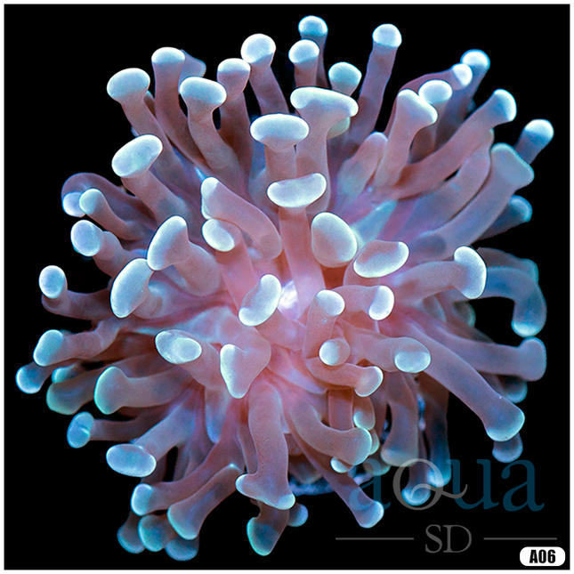 purple branching coral