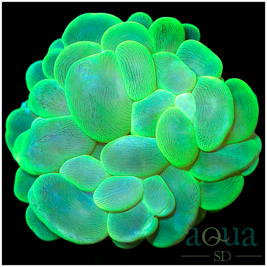 NuclearGreenBubbleCoralRare-RetailPrice_