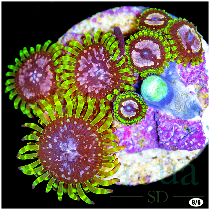 PurpleMonsterZoas-_75_720x.png?v=1659814