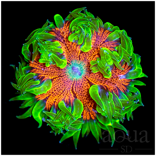 RainbowRockFlowerAnemone-RetailPrice_199