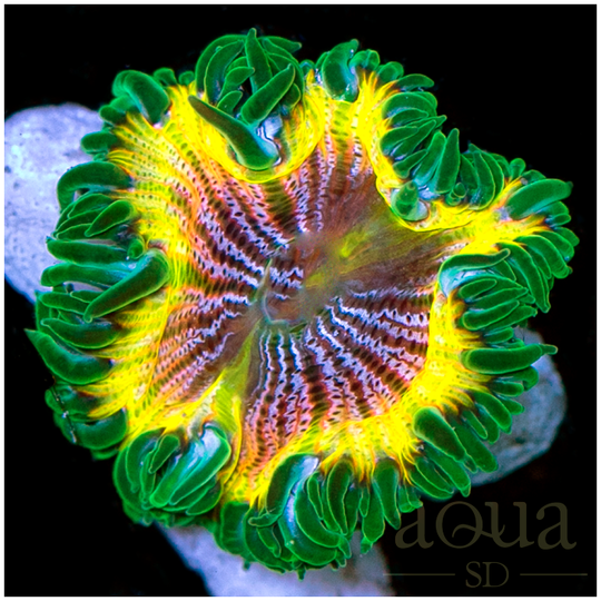 RainbowRockFlowerAnemone-RetailPrice_199